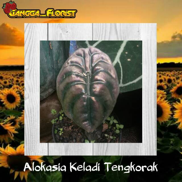 TANAMAN HIAS BUNGA ALOKASIA KELADI TENGKORAK