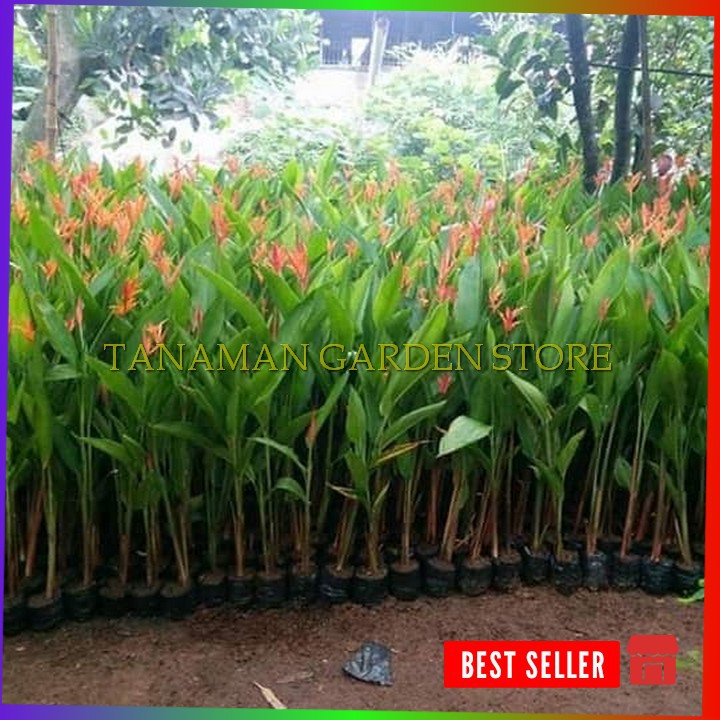 tanaman pisang pisangan helekonia -pisang pisangan