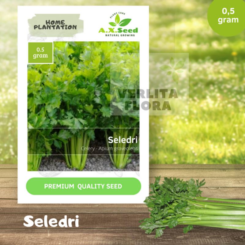Benih Bibit Seledri - AX Seed