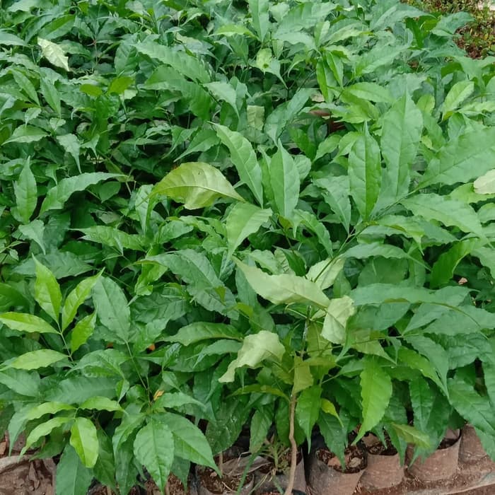 Tanaman hias tabebuya bunga ungu - bibit tabebuya ungu