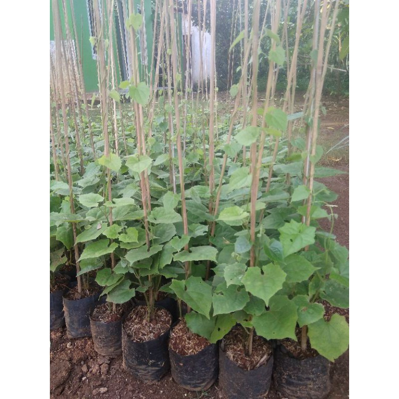 Bunga thunbergia tanaman rambat