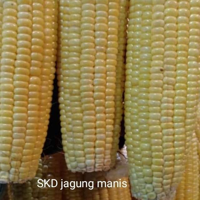 

Jagung manis