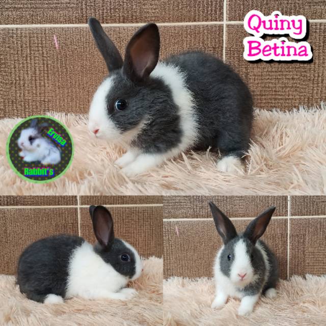 Kelinci dutch bersih sehat Ras asli bukan selingan