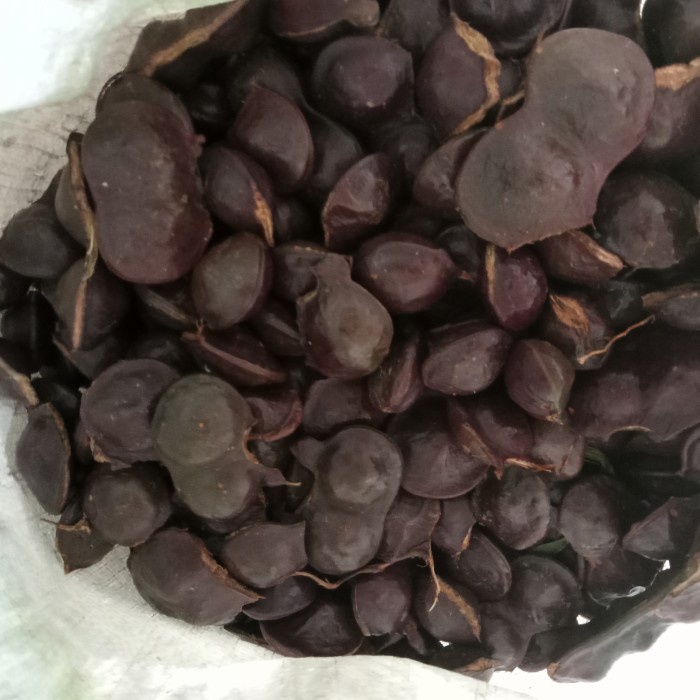 

Buah jengkol fress lalapan