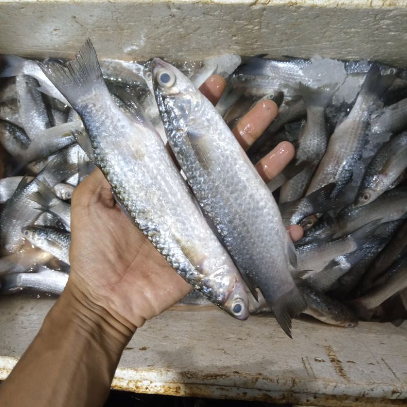 

Ikan Blanak Segar 1 Kg