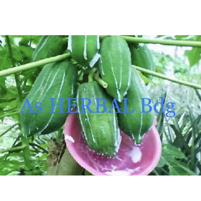 Getah pepaya / herbal alami / herbal alam asli