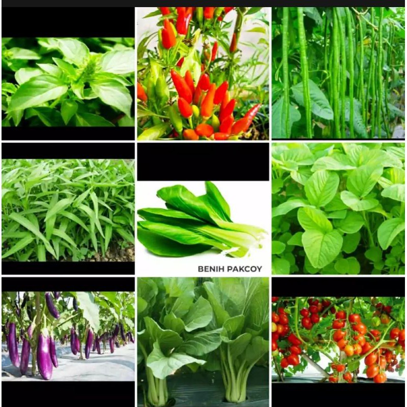 PROMO ISI 9 MACAM BENIH SAYUR / PAKET 9 JENIS BIBIT SAYUR