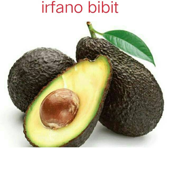 BIBIT ALPUKAT HASS