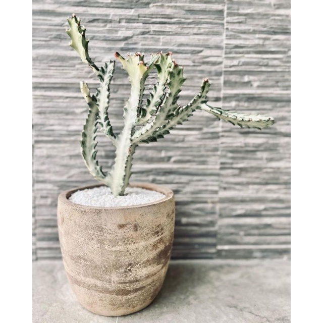 Tanaman hias kaktus putih / Euphorbia lactea / eporbia Eforbia ephorbia putih