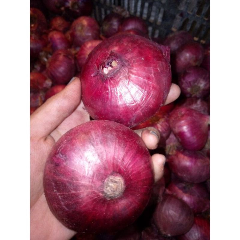 [Ready] Termurah bawang merah import ukuran besar kering super / bawang merah india kering super / bawang Peking 1000 gram 500 gram
