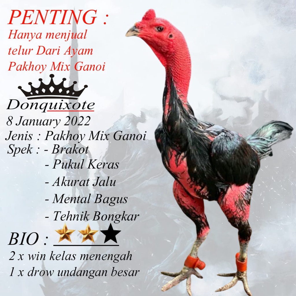 peternak ayam pakhoy original