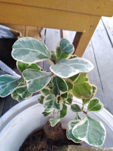 Tanaman Hias Ficus Triangularis