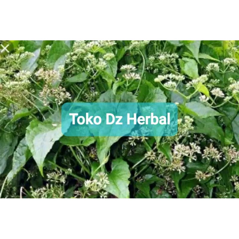 

Daun sembung rambat segar 500 gram-az