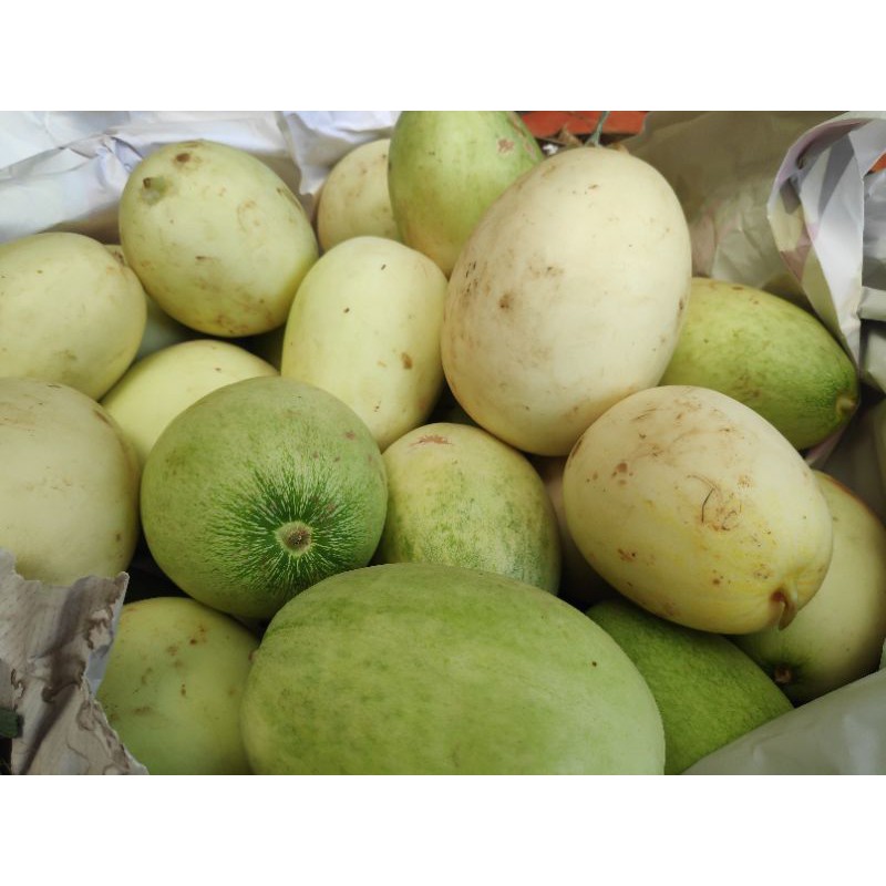 

hirbis / bonteng suri