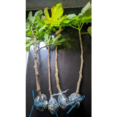 

frees cangkok buah tin
