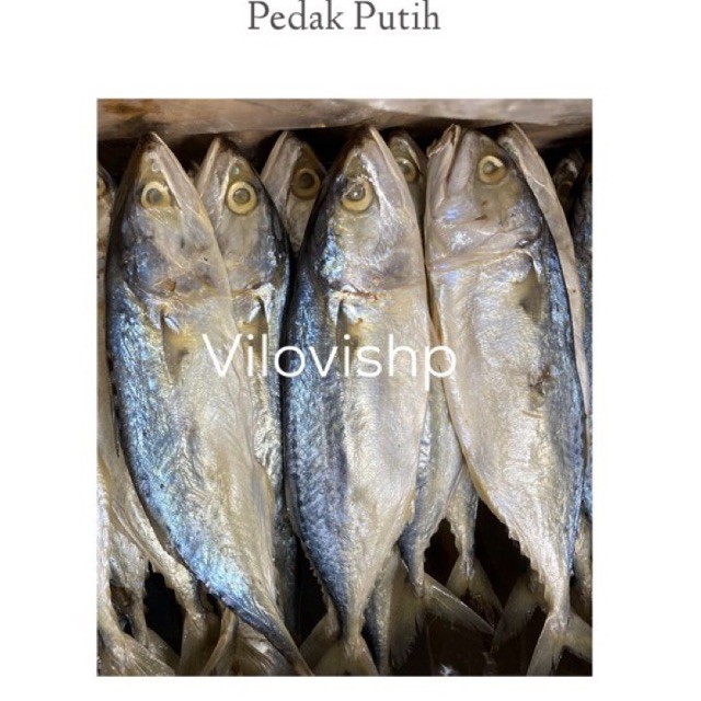 

peda putih 500gr