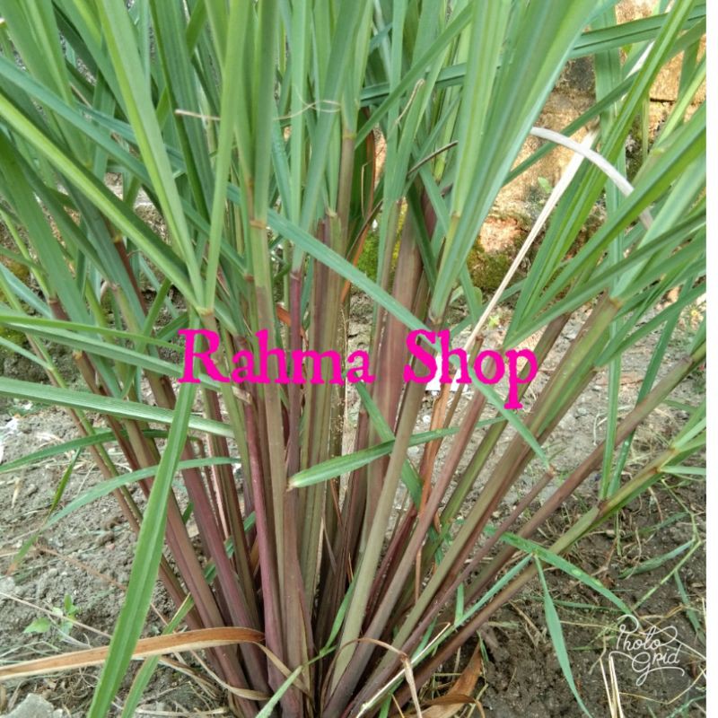 1kg bibit sere Merah / sere wangi asli