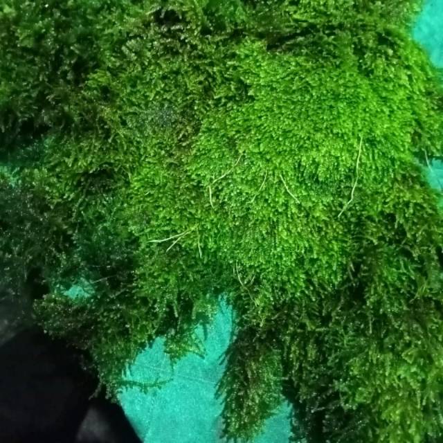 Weeping moss clumb kualitas 1 kilo murah harga reseller