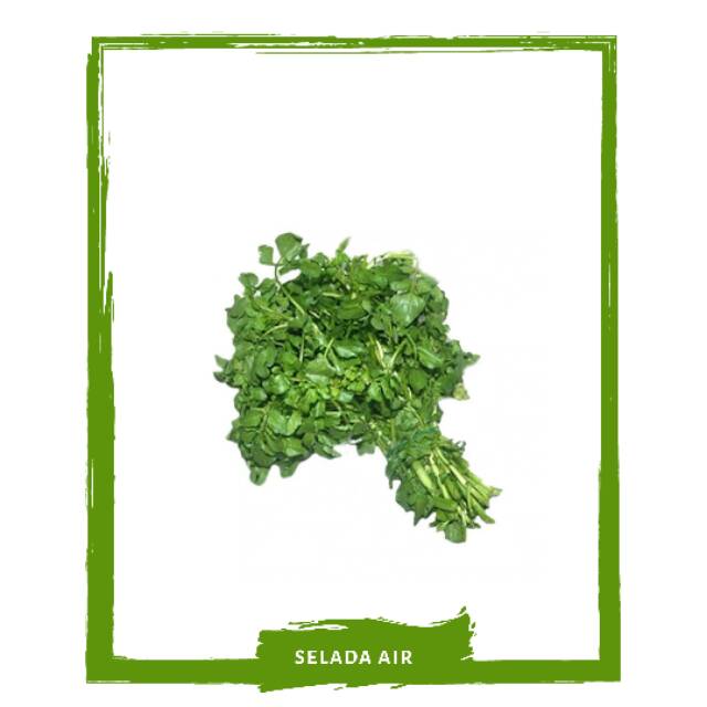 

Selada Air / Sayur Sayuran Segar By Mallahrizwa