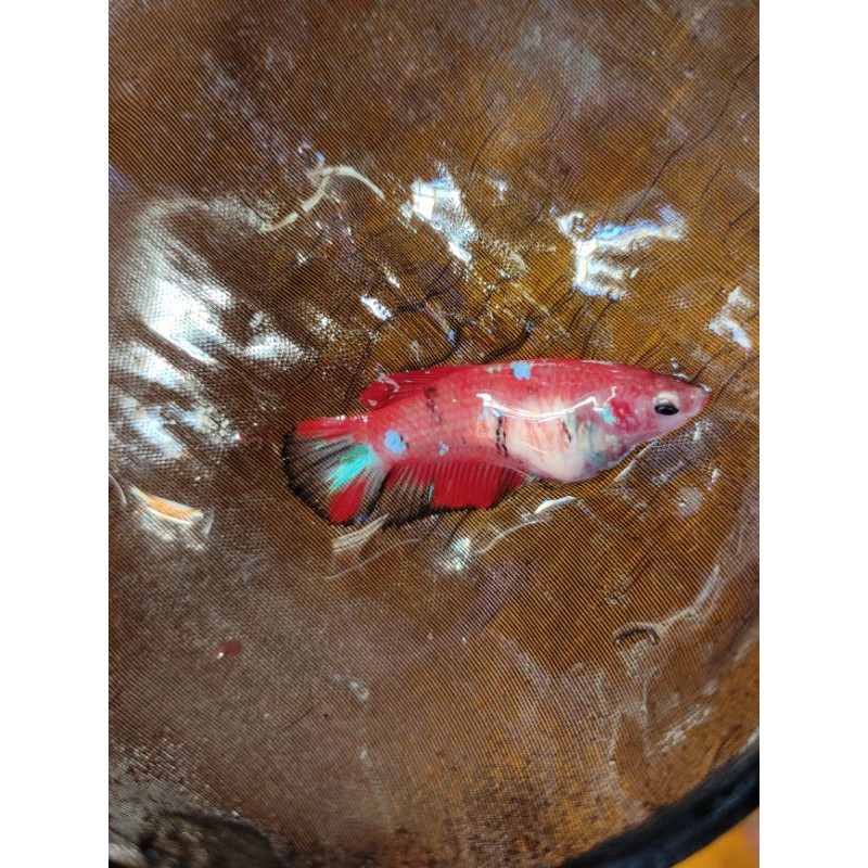 CUPANG RED KOI GALAXY