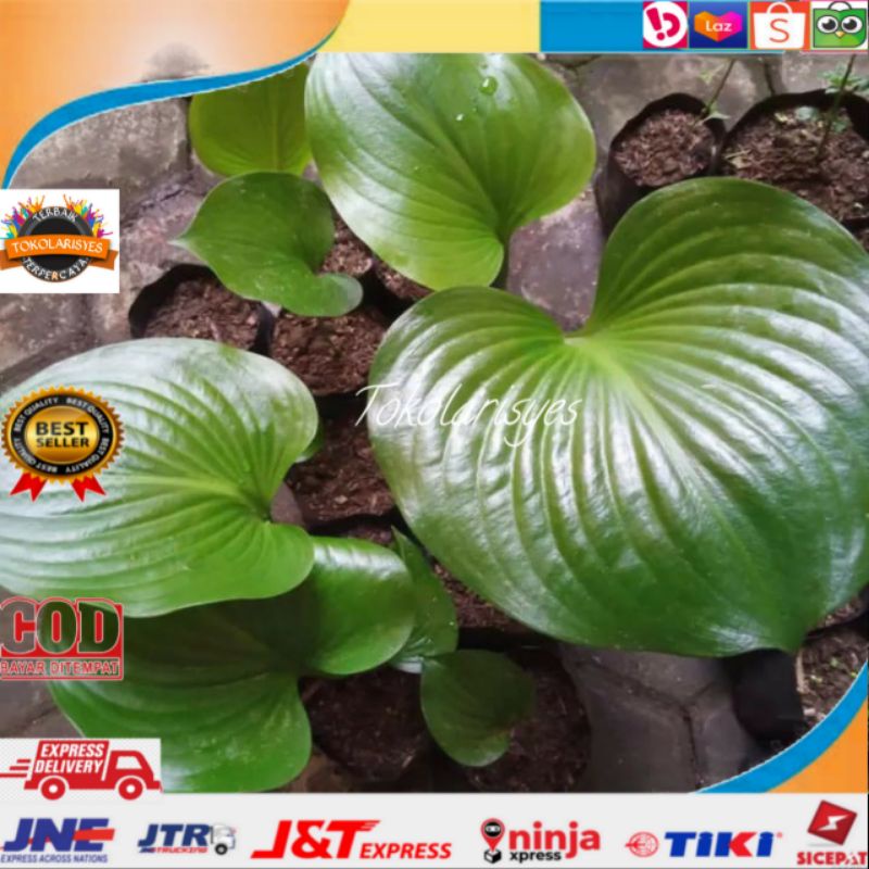 Tanaman hias keladi tapak kuda/Tanaman HOSTA