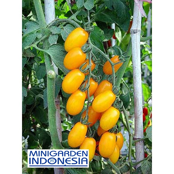 7 Benih Tomat Cherry kuning F1 Golden Sweet KYS Bibit Tanaman sayur sayuran buah bisa hidroponik