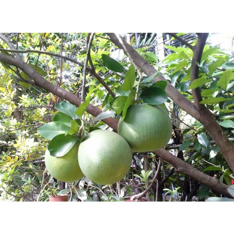 

Buah Jeruk pamelo || Jeruk bali || Citrus Maxima