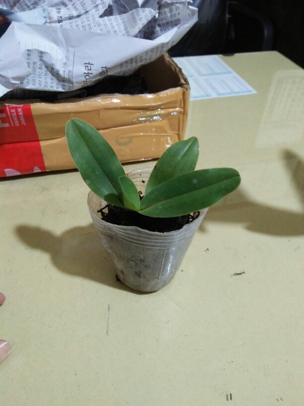 Papiopedillum Gloucophyllum