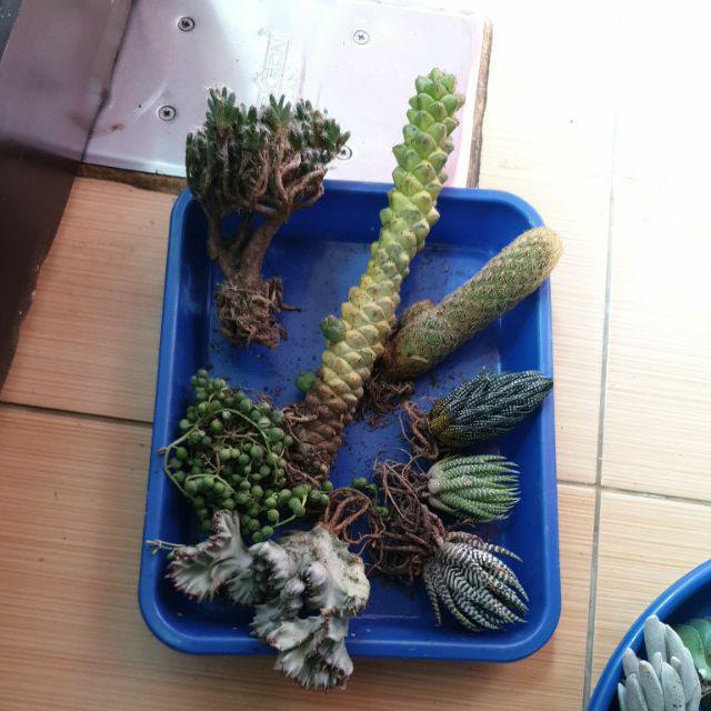 Paket Tanaman Hias Sukulen Sekulen Medium Random