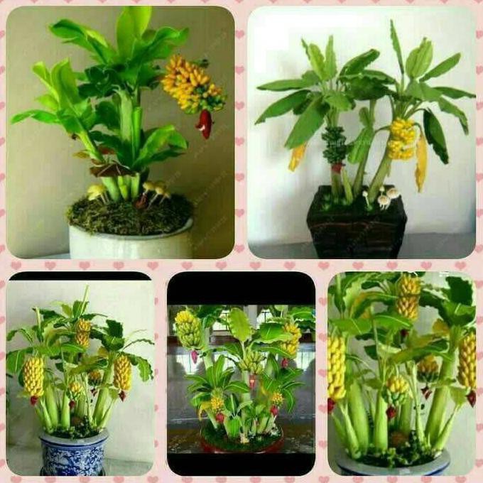 Produk Terpopuler Biji Benih Bibit Tanaman Pisang Mini Bonsai / Pupuk / Sayur / Obat Hp