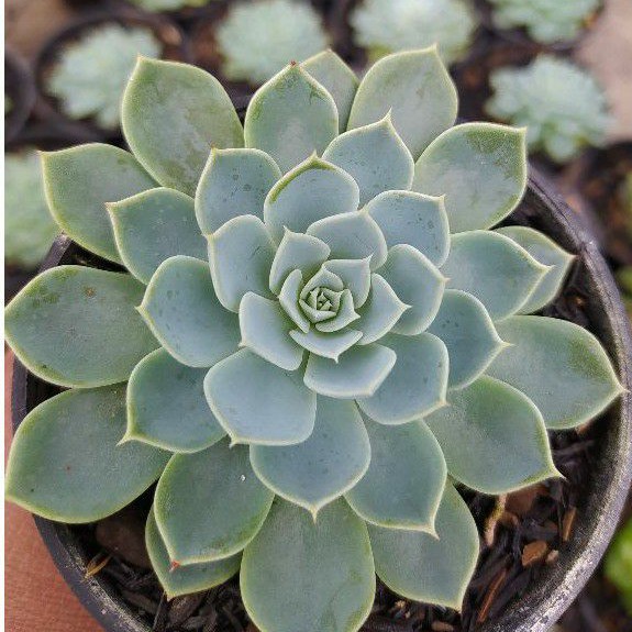 Echeveria secunda
