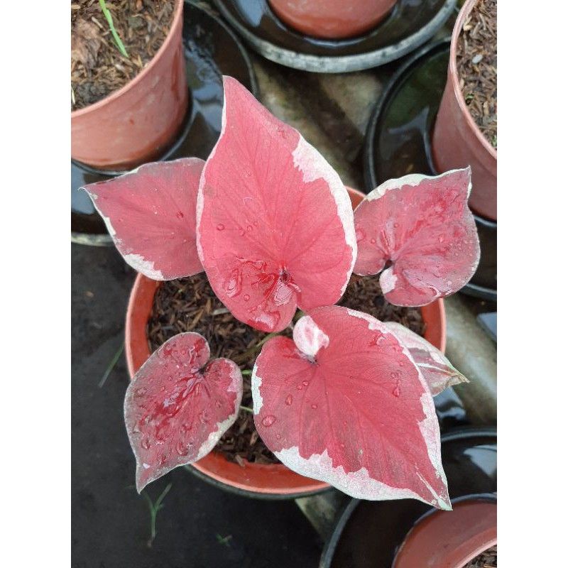 TANAMAN HIAS CALADIUM DWI WARNA BIBIT BONGGOL TANAMAN HIAS CALADIUM DWI WARNA