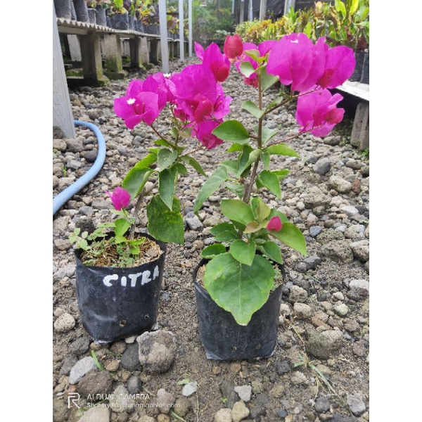 bugenvil ori citra india