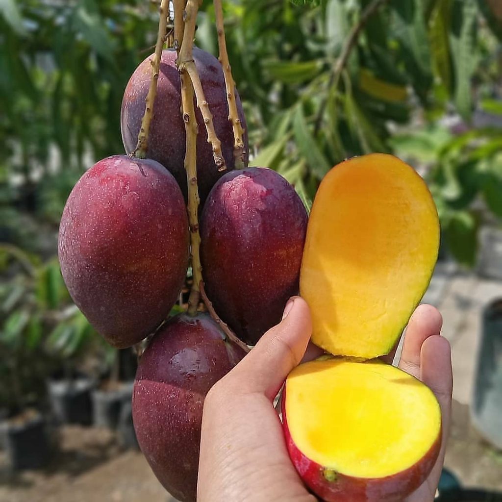 [BISA COD] Bibit Tanaman Mangga Irwin Siap Berbuah Pohon Mangga Ungu Super Hasil Okulasi Bisa di Tanam di pot Pohon Buah Unik Tabulampot