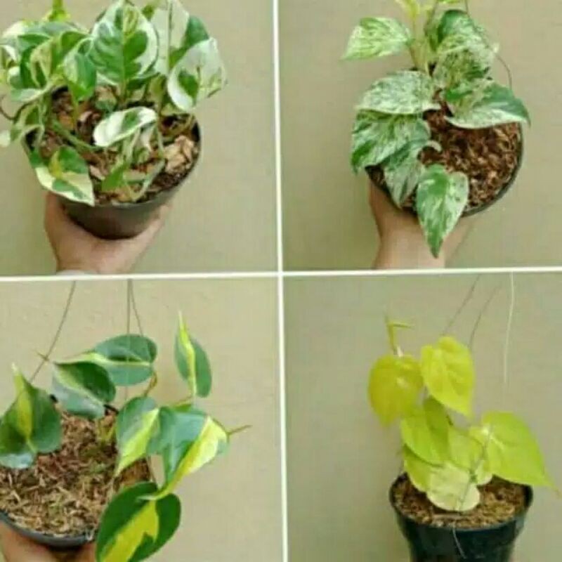Tanaman Hias Sirih Gading//Paket 4 Jenis sirih