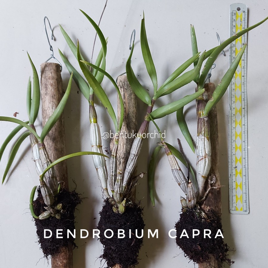 Dendrobium Capra / Dendrobium Larat Hijau/ Anggrek Species
