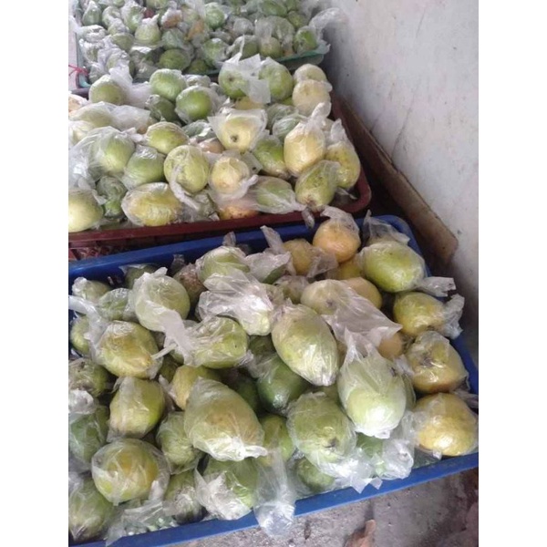 

jambu merah