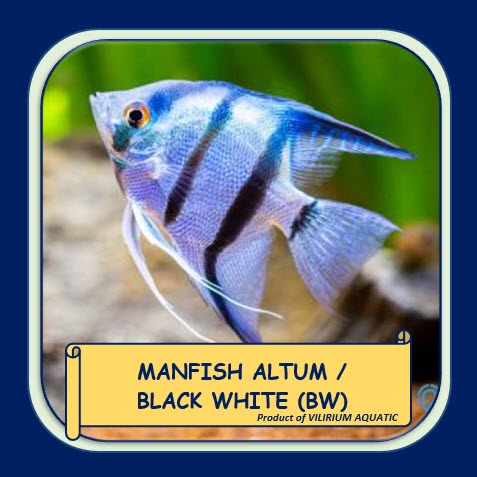 IKAN HIAS AIR TAWAR - MANFISH / ANGELFISH BLACK WHITE / ALTUM (±4cm)