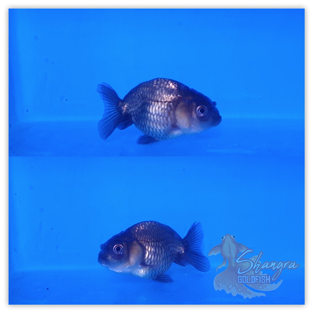 Ikan Mas Koki Ranchu Buffalo Black Baby Lucu - 001