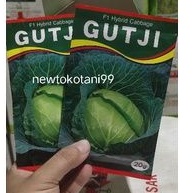 Benih kubis GUTJI F1 20 gram kol hibrida gutji dari ams