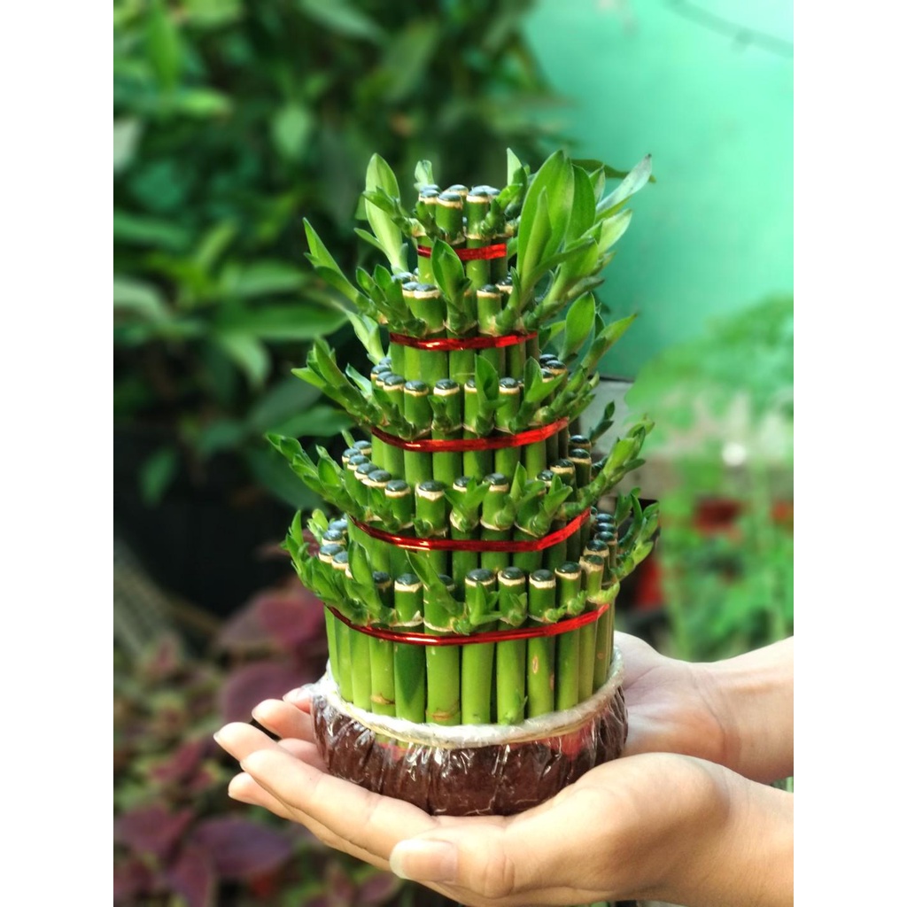 TANAMAN BAMBU HOKI BAMBU AIR TANAMAN HIAS BAMBU REJEKI MURAH