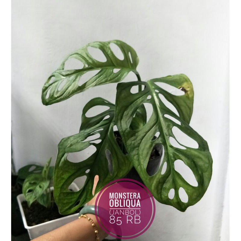 Monstera obliqua в интерьере