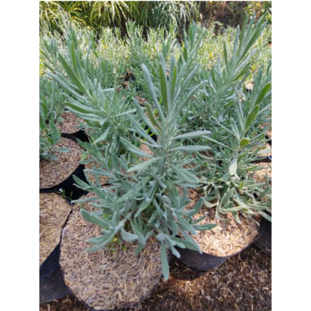 Tanaman Lavender Asli
