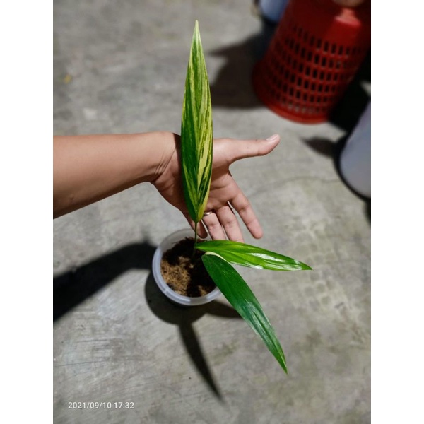 Epipremnum amplisimum