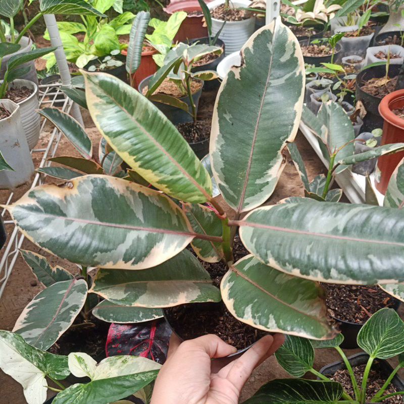 ficus ruby varigata atau karet kebo varigata