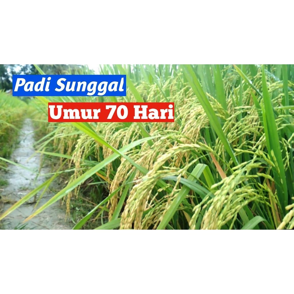 Bibit  Padi Berkualitas Sunggal 5kg