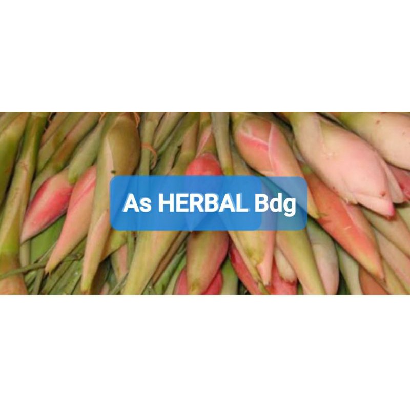 

Bunga kecombrang bunga honje atau rombeh segar 1 kg-az