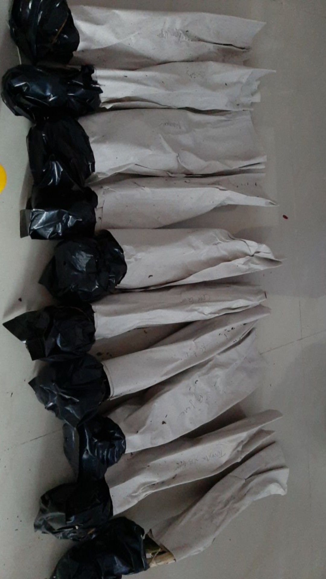 Paket Dendro Dewasa Isi 5