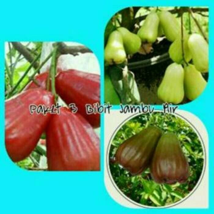 Jual Paket Bibit Jambu Air Citra King Rose Dan Madu Deli Shopee