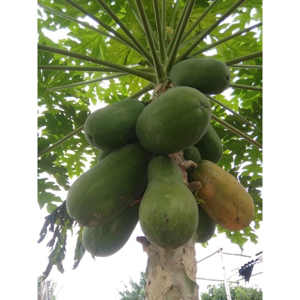 

Buah PEPAYA California tua di pohon pesan, petik, packing, jemput